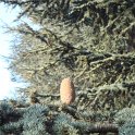 Cedrus brevifolia cone